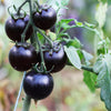 Purple Cherry Tomato Seeds – Lycopersicon Indeterminate Fruit Vegetable – photo 6