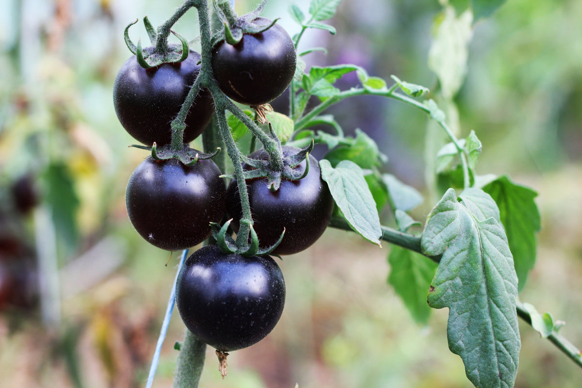 Purple Cherry Tomato Seeds – Lycopersicon Indeterminate Fruit Vegetable – photo 6