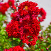 35 RED CREPE MYRTLE Lagerstroemia Indica Flowering Shrub Bush Small Tree Seeds