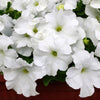 25 WHITE PETUNIA Grandiflora Flower Seeds
