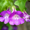 Mixed Dragonsnap Vine Seeds – Asarina Scandens Climbing Snapdragon Pink Blue Red White Flower – photo 9