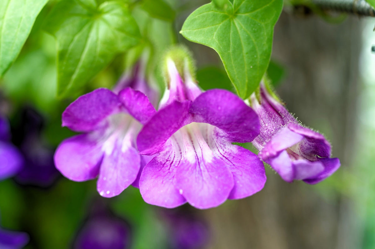Mixed Dragonsnap Vine Seeds – Asarina Scandens Climbing Snapdragon Pink Blue Red White Flower – photo 9
