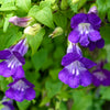 Mixed Dragonsnap Vine Seeds – Asarina Scandens Climbing Snapdragon Pink Blue Red White Flower