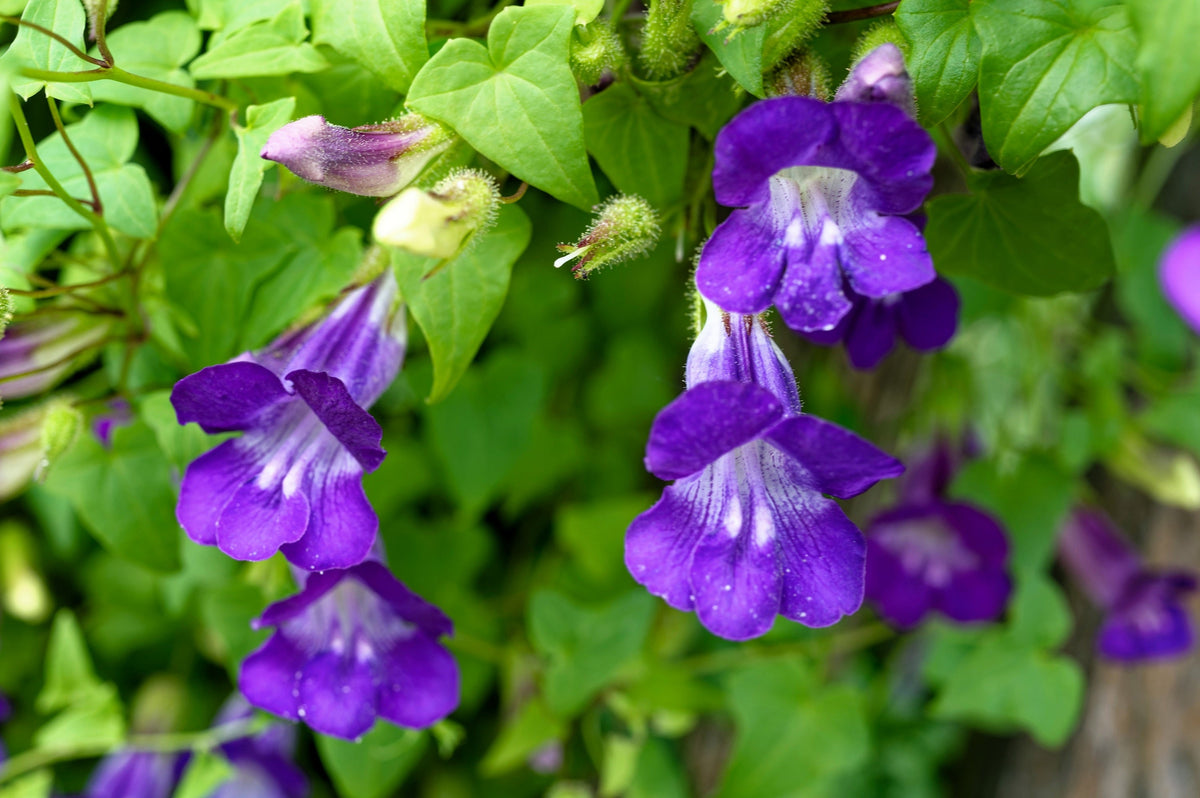 Mixed Dragonsnap Vine Seeds – Asarina Scandens Climbing Snapdragon Pink Blue Red White Flower