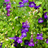 Mixed Dragonsnap Vine Seeds – Asarina Scandens Climbing Snapdragon Pink Blue Red White Flower – photo 4