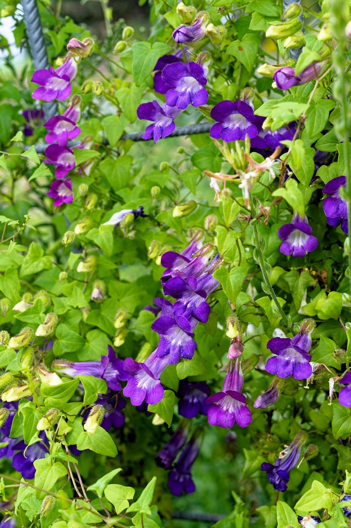 Mixed Dragonsnap Vine Seeds – Asarina Scandens Climbing Snapdragon Pink Blue Red White Flower – photo 4