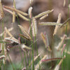 1000 BLUE GRAMA GRASS Gramma Bouteloua Gracilis Flower Mosquito Grass Seeds