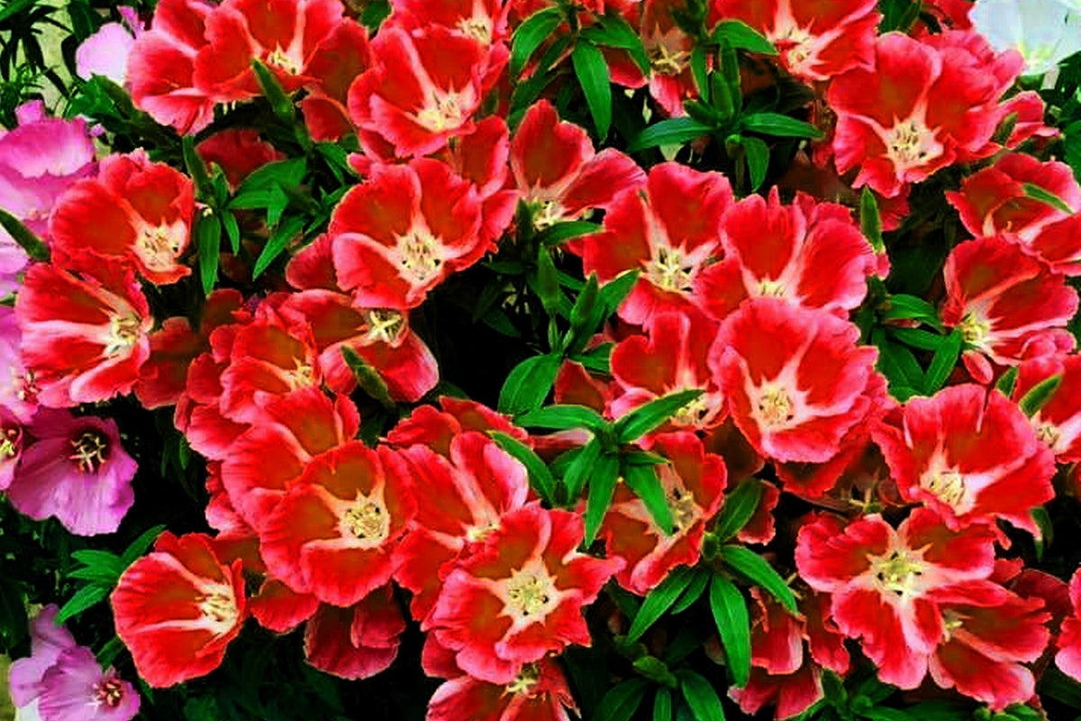 Double Deuces Godetia Seeds – Grandiflora Clarkia Amoena Mixed Colors & Bicolor Flower – photo 6