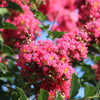 35 Dark PINK CREPE MYRTLE Lagerstroemia Indica Flowering Shrub Bush Small Tree Seeds