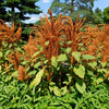 100 Organic HOT BISCUITS AMARANTHUS Cruentus Coppery Bronze Plumes Flower Seeds