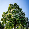 50 Flowering NORTHERN CATALPA Speciosa TREE Seeds (aka Western Catalpa or Catawba / Indian Cigar / Fish-Bait)