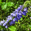 500 GREAT BLUE LOBELIA Lobelia Siphilitica Flower Seeds