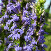 500 GREAT BLUE LOBELIA Lobelia Siphilitica Flower Seeds