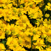 2000 AUTUMN SNEEZEWEED (Dogtooth Daisy / Helens Flower / Bittersweet) Helenium Autumnale Flower Seeds