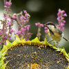 Black Oil Sunflower Seeds – Helianthus Annuus Yellow Hummingbird Bird Flower – photo 5