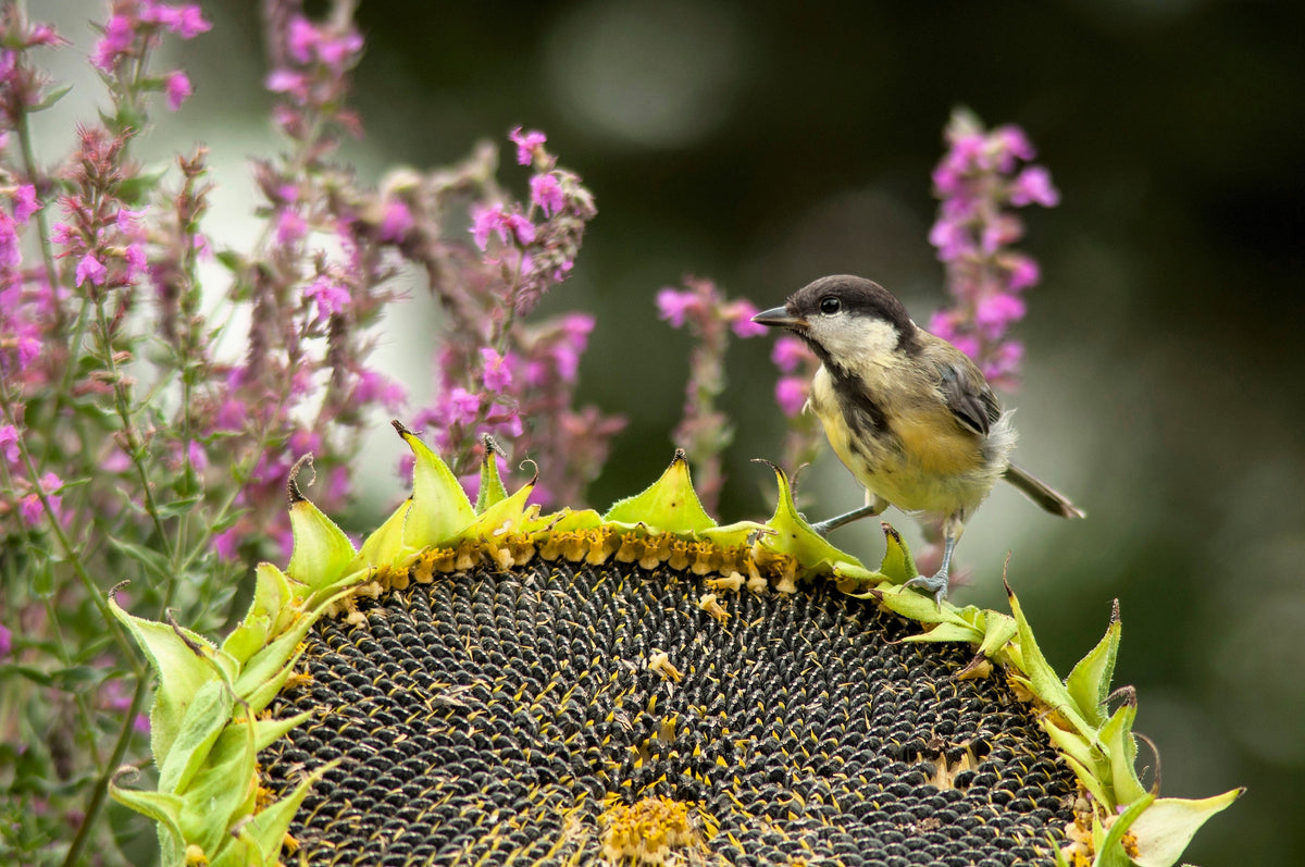 Black Oil Sunflower Seeds – Helianthus Annuus Yellow Hummingbird Bird Flower – photo 5