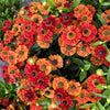 100 HELENIUM ' AUTUMN LEAVES ' Mix Helenium Autumnale Sneezeweed Mixed Colors Flower Seeds