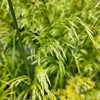 200 TUFTED HAIRGRASS Tussock Grass Deschampsia Cespitosa Moist Ornamental Native Seeds