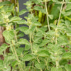 100 White HOREHOUND Marrubium Vulgare Herb Flower Seeds