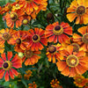 100 HELENIUM ' AUTUMN LEAVES ' Mix Helenium Autumnale Sneezeweed Mixed Colors Flower Seeds