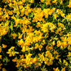200 BIRDS FOOT TREFOIL (Birdfoot Deervetch / Cats Clover / Ground Honeysuckle) Lotus Corniculatus Fabaceae Flower Seeds