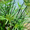 50 UMBRELLA PLANT CYPERUS Alternifolius Papyrus Grass Umbrella Palm Flower Seeds