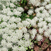 200 BISHOPS FLOWER Ammi Majus False Queen Annes Lace Seeds