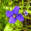 200 FRINGED GENTIAN Gentiana Crinita Gentianopsis Native Herb Blue Purple Flower Seeds