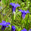 200 FRINGED GENTIAN Gentiana Crinita Gentianopsis Native Herb Blue Purple Flower Seeds