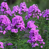 Tall Purple Phlox Seeds – Paniculata Garden Summer Native Hummingbird Flower – photo 5