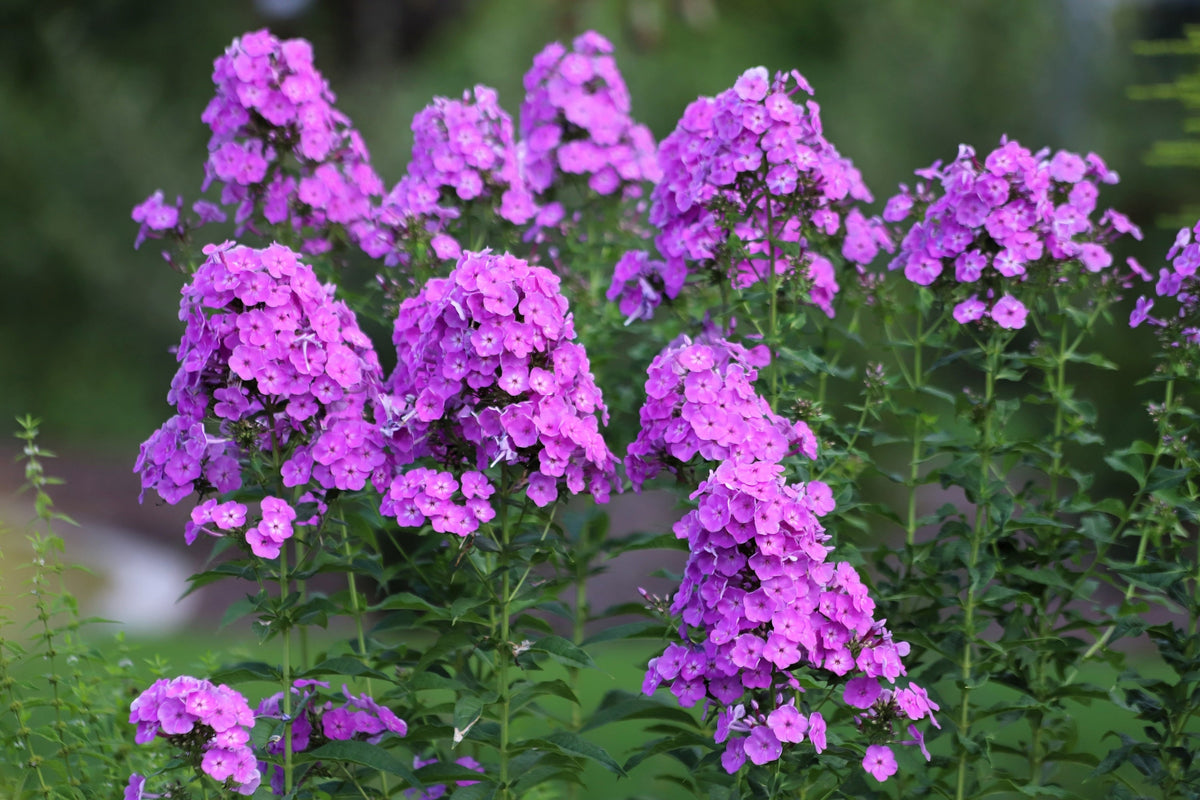 Tall Purple Phlox Seeds – Paniculata Garden Summer Native Hummingbird Flower – photo 5