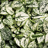 10 Hypoestes Phyllostachya Seeds – Dwarf White Splash Select