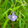 250 PURPLE MONKEY FLOWER Mimulus Ringens Seeds