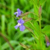 250 PURPLE MONKEY FLOWER Mimulus Ringens Seeds