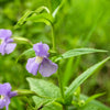 250 PURPLE MONKEY FLOWER Mimulus Ringens Seeds