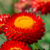 100 Red FIRE BALL STRAWFLOWER Helichrysum Monstrosum Flower Seeds