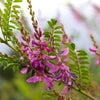 50 TRUE INDIGO Dye Indigo Indigofera Tinctoria Pink Purple Sub Shrub Flower Seeds