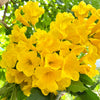 10 TECOMA STANS (Yellow Trumpetbush / Yellow Bells / Yellow Elder / Esperanza) Flower Shrub Bush Seeds