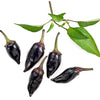 25 BLACK HUNGARIAN PEPPER Capsicum Annuum Mildly Hot Vegetable Seeds