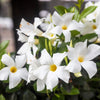 5 CHILEAN JASMINE / MANDEVILLA Laxa White Fragrant Flower Vine Seeds