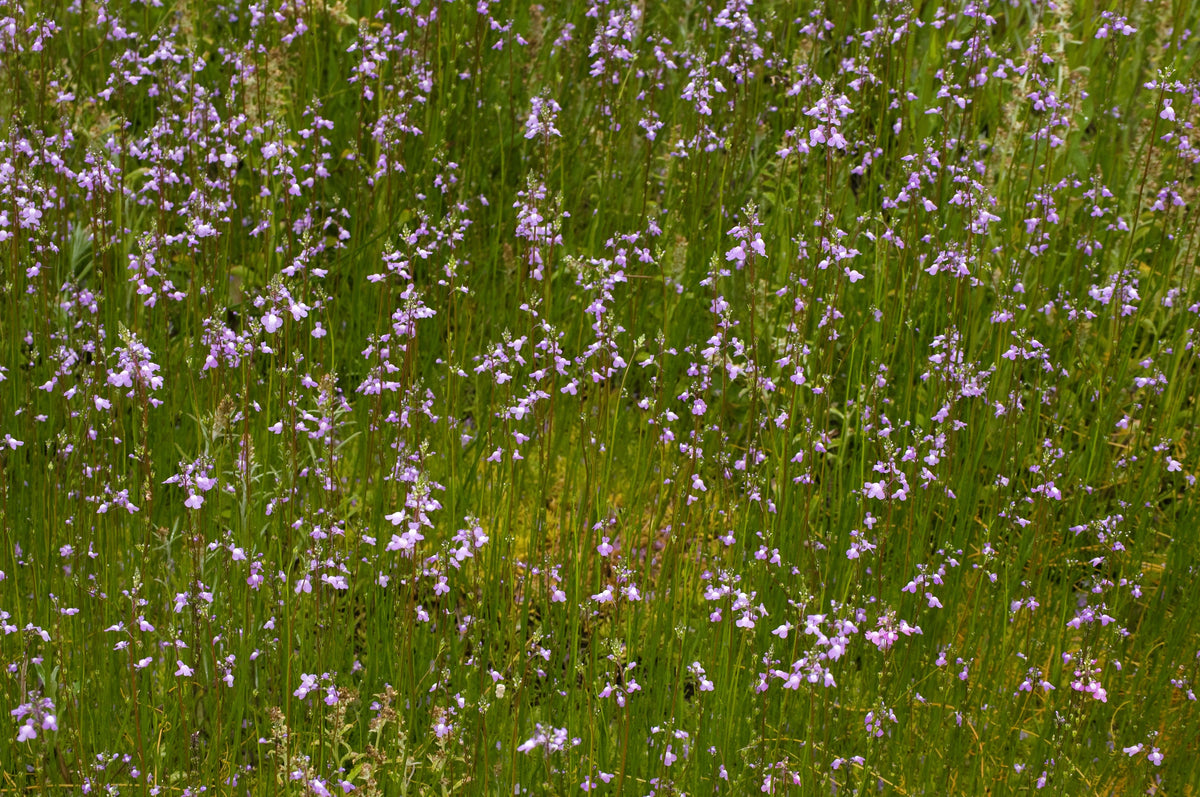 Blue Toadflax Seeds – Linaria Canadensis Antirrhinum Canadian Flower – photo 7