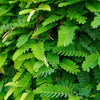 5 TAMARIND FRUIT TREE Tamarindus Indica Bean Pod Legume Seeds