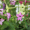 Heirloom Mixed Colors Nicotiana Seeds – (Ornamental Flowering Tobacco) Nicotiana Alata Flower – photo 17