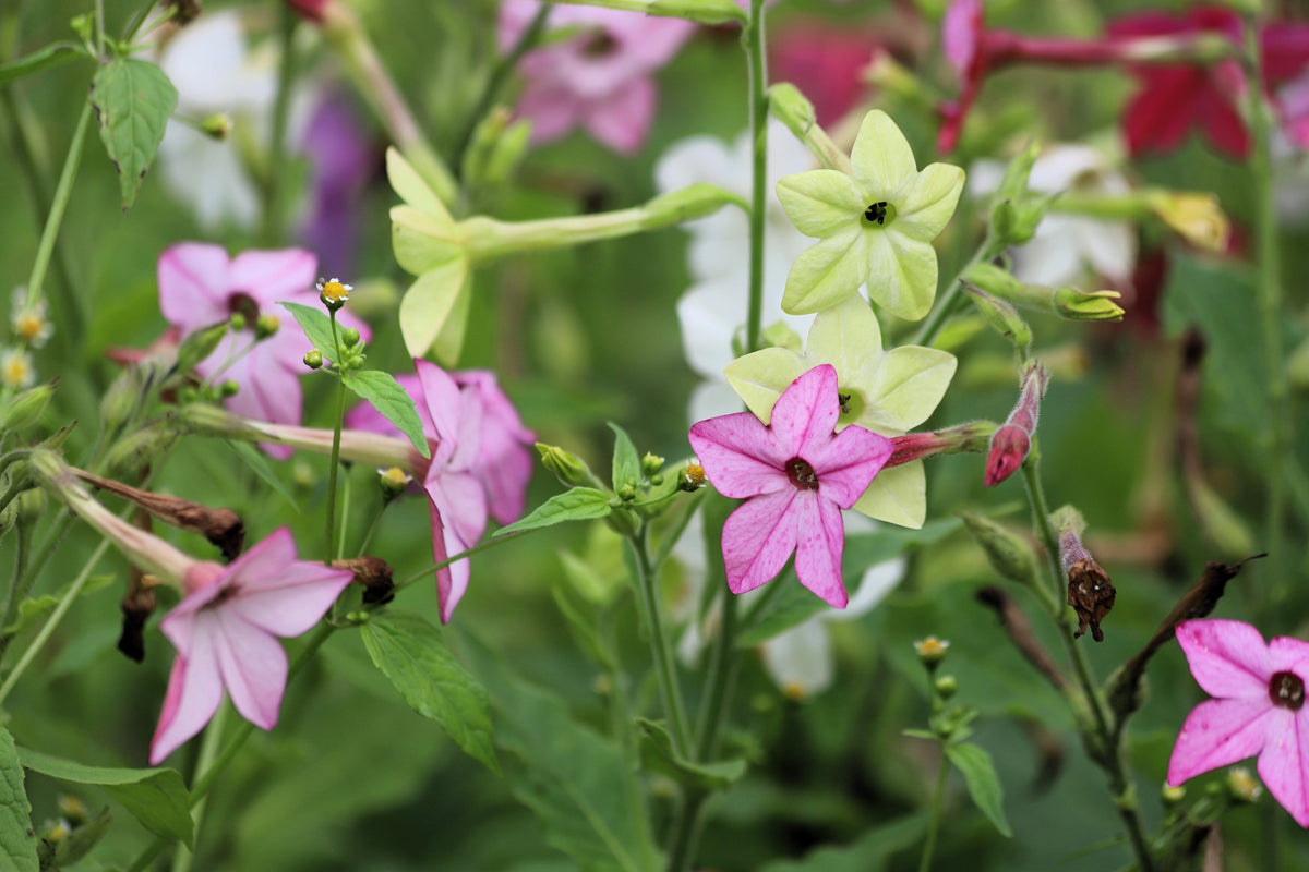 Heirloom Mixed Colors Nicotiana Seeds – (Ornamental Flowering Tobacco) Nicotiana Alata Flower – photo 17