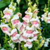 500 APPLE BLOSSOM SNAPDRAGON Antirrhinum Majus Appleblossom Pink Coral White Yellow Flower Seeds