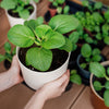 Canton Pak Choi Seeds – (Bok Choy / Chinese Cabbage) Brassica Rapa Chinensis Vegetable – photo 6