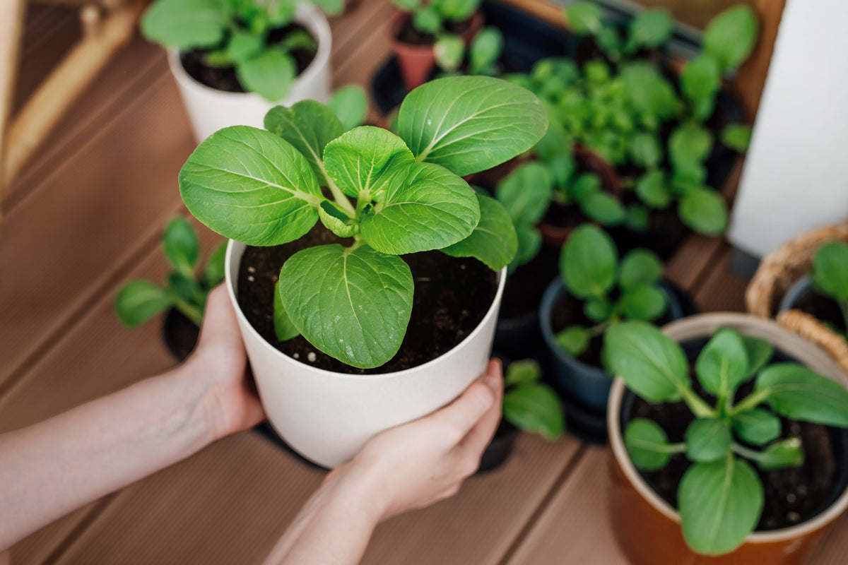 Canton Pak Choi Seeds – (Bok Choy / Chinese Cabbage) Brassica Rapa Chinensis Vegetable – photo 6