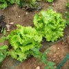 3000 Black Seeded Simpson LEAF LETTUCE Lactuca Sativa Vegetable Seeds