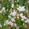 100 White GAURA WHIRLING BUTTERFLIES Gaura Lindheimeri Flower Seeds