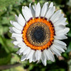 50 WHITE Zulu Prince CAPE DAISY Venidium Fastuosum Alba Flower Seeds